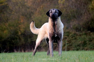 Étalon Berger Kangal - Kobra panter The Legend Of Kangal