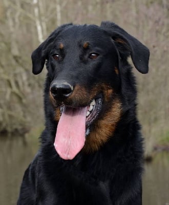 Tiponi Des gardiens des trois magots