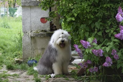 Étalon Bobtail - U'rhett butler of Snowboot bears