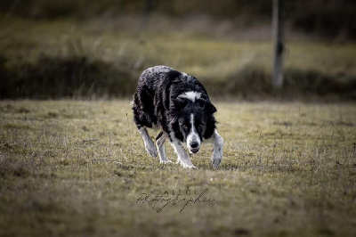 Étalon Border Collie - N'joy Titre Initial