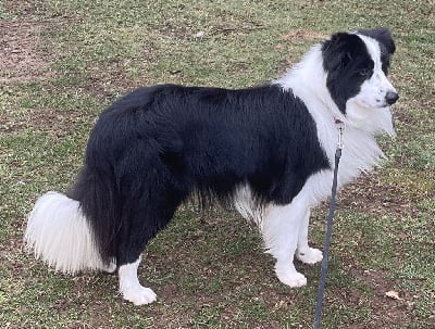 Étalon Border Collie - Ti-amo Du Pic De Nore