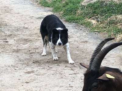 Étalon Border Collie - Peppys Des Mignotines