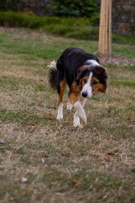 Étalon Border Collie - Underground'seven Guardians Of The Sheepfold