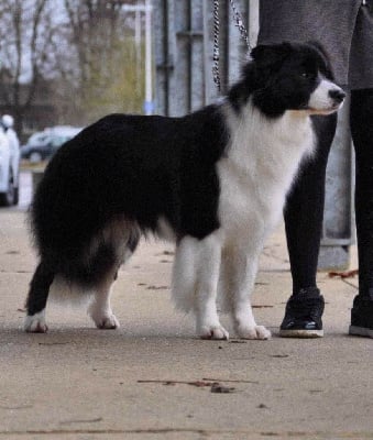 Étalon Border Collie - CH. milagro que Stars in her eyes