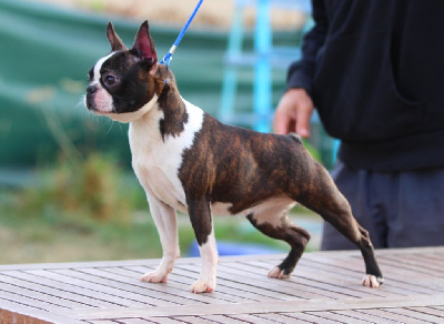 Étalon Boston Terrier - Good Choice's Select Tess