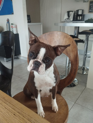 Étalon Boston Terrier - Topaze Du Domaine Des Minis Justiciers