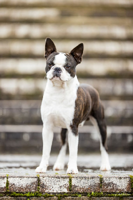 Étalon Boston Terrier - Ugolin Sweeties Doggies