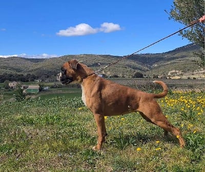 Étalon Boxer - Soka De La Vallée Des Borderies