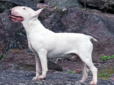 Étalon Bull Terrier - Murphy white predators