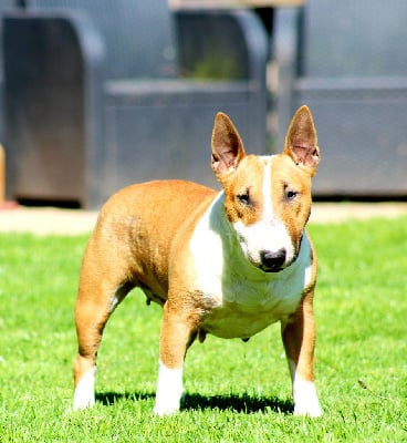 Étalon Bull Terrier Miniature - Online dog show du Royal Belvédère