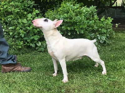 Étalon Bull Terrier Miniature - Sayo Du Val De Serbonnes