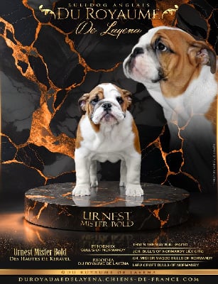 Étalon Bulldog Anglais - Urnest mister bold Des Hauts De Keravel