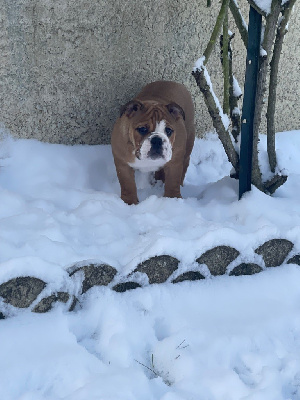 Étalon Bulldog Anglais - Myally Bulldog Upside down