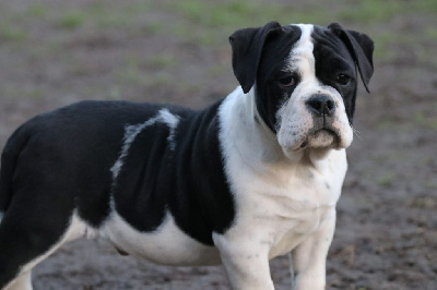 Étalon Bulldog continental - U'hector the Breeding Winner