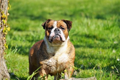 Étalon Bulldog continental - Sensationnelle du Cap de la Coste