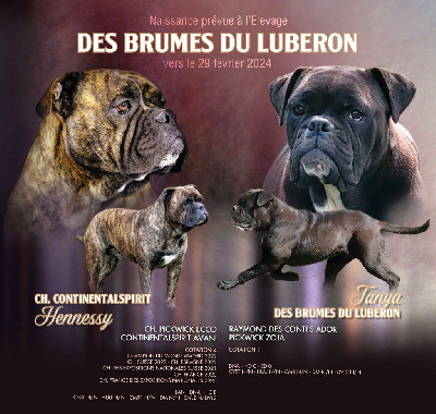 Étalon Bulldog continental - Tanya Des Brumes Du Luberon