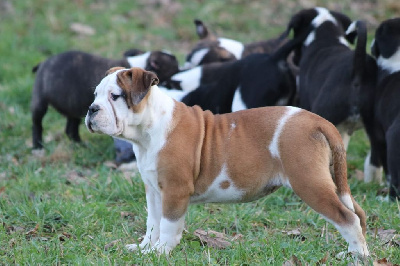 Étalon Bulldog continental - U'chamallow the Breeding Winner