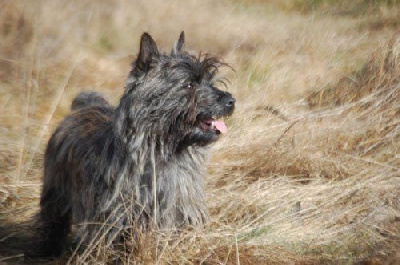 Étalon Cairn Terrier - Punky Des bories de yakoubia