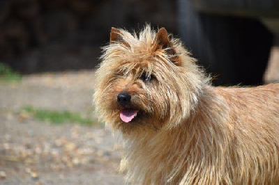 Étalon Cairn Terrier - Pommery du harpouy d 'auzan