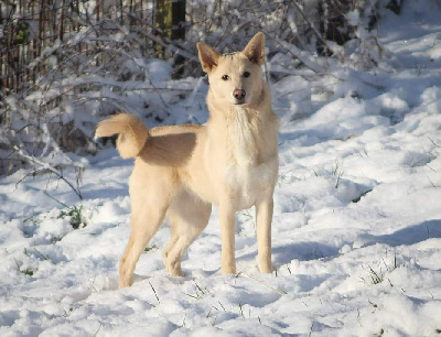 Étalon Canaan Dog - Urijah Moon Of Starlight