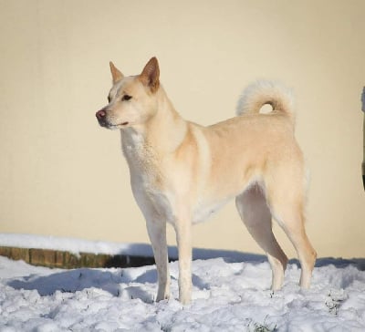 Étalon Canaan Dog - CH. chancos Mira