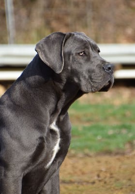 Étalon Cane Corso - Scarlett Du Règne De Malaudrea