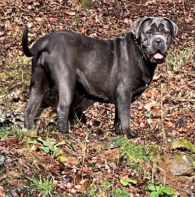 Étalon Cane Corso - Siross de Roz Ar Gall