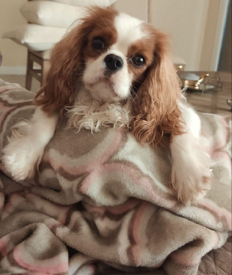 Étalon Cavalier King Charles Spaniel - CH. Mon chien De La Limosa Del Saliente