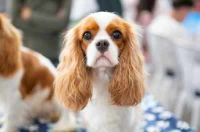 Étalon Cavalier King Charles Spaniel - Blue lagoon harmony of life De La Limosa Del Saliente