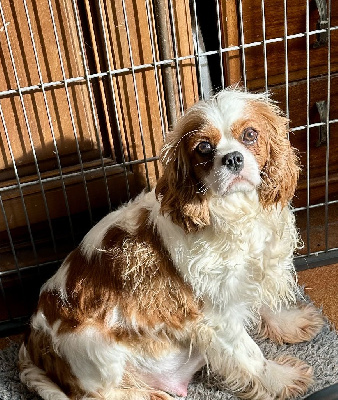 Étalon Cavalier King Charles Spaniel - Urielle Du Domaine Des Chiens Du Bonheur