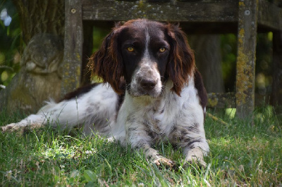 Étalon Chien d'Oysel allemand - Tchika Du Val Des Houchis