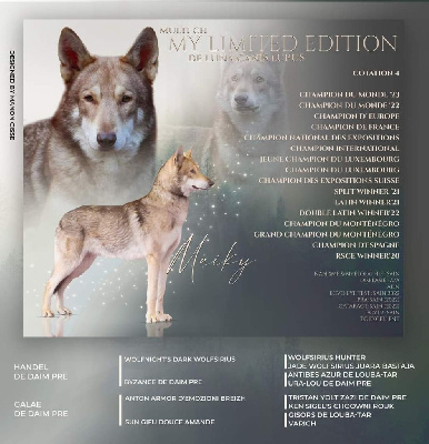 Étalon Chien-loup de Saarloos - CH. My limited edition dit maïky De Luna Canis Lupus