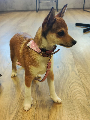 Étalon Chien norvegien de macareux - Åskroghs Lunde