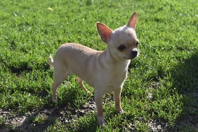 Étalon Chihuahua - U'prunelle de l'elixir d'amour