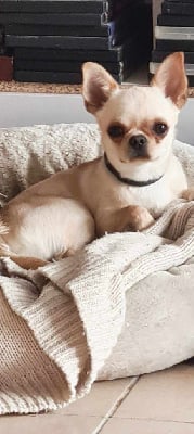 Étalon Chihuahua - Tao des minis elydile