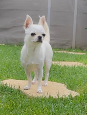 Étalon Chihuahua - Tahlia du Jardin d'Hélios