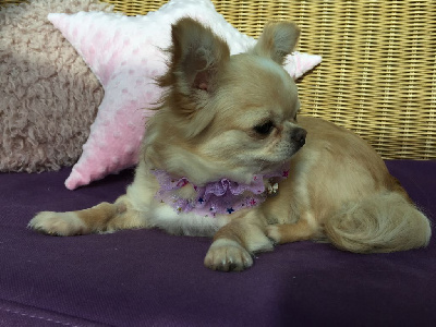Étalon Chihuahua - Ravissante princesse des minis tresors