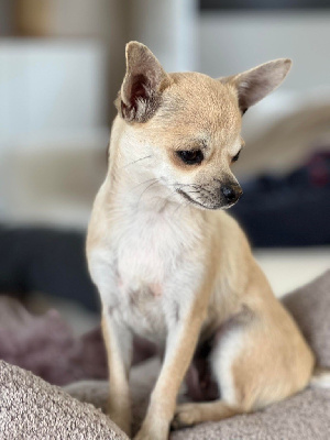Étalon Chihuahua - Une fleur Des Gentils Coquelicots