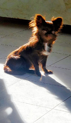 Étalon Chihuahua - Sharlyse ameci fideli