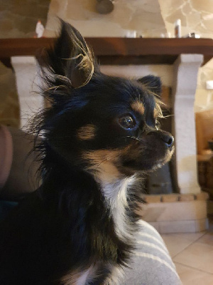 Étalon Chihuahua - Tes Des Merveilles Du Garlaban