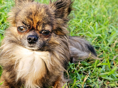 Étalon Chihuahua - Smoothie kiwi Des Minis Bombes