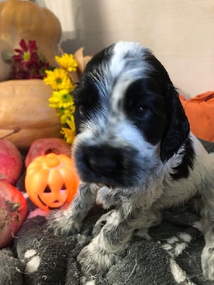 Étalon Cocker Spaniel Anglais - Ulrick buttercup rose Du Clos De Jollieton