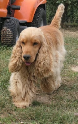 Étalon Cocker Spaniel Anglais - Trésor du cottage de sweet mi lady