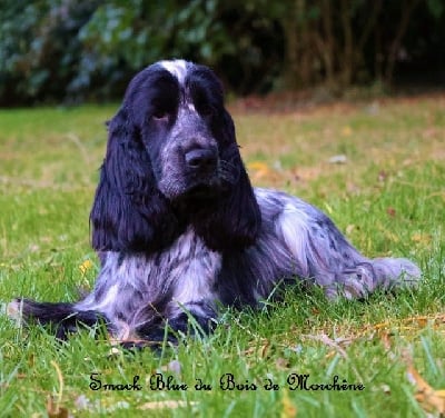 Étalon Cocker Spaniel Anglais - Smack blue du bois de Morchène