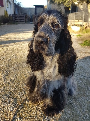 Étalon Cocker Spaniel Anglais - T'snoopy De La Bergerelle