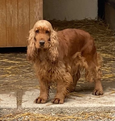 Étalon Cocker Spaniel Anglais - Pimkie du moulin de madjurie