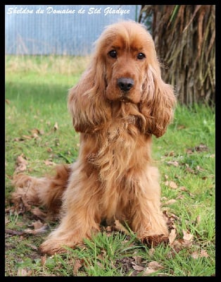 Étalon Cocker Spaniel Anglais - Sheldon du domaine de Std Gladyce