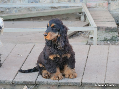 Étalon Cocker Spaniel Anglais - Triskell Du Royaume Des Quatre Pattes