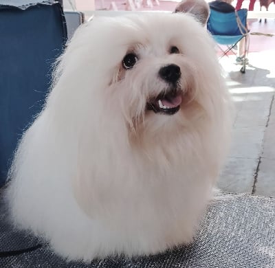 Étalon Coton de Tulear - Tutti frutti song the sweetest coton