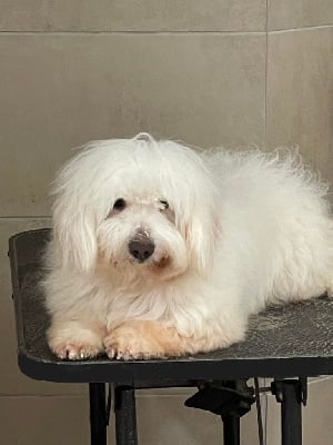 Étalon Coton de Tulear - Osiris Elixir d'Aydoilles